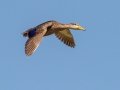 Mottled Duck - South Padre Island