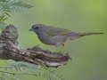 Green-tailed Towhee - Laguna Seca Ranch, Edinburg