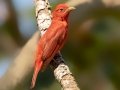 Summer Tanager - South Padre Island