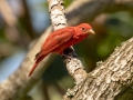 Summer Tanager - South Padre Island