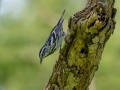 Black-and-white Warbler - South Padre Island