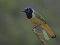 Green Jay - Laguna Seca Ranch, Edinburg