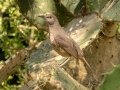 Curve-billed Thrasher