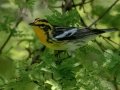 Blackburnian Warbler