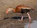 Black-bellied Whistling-Duck - Resaca de la Palma State Park, Brownsville