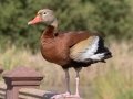 Black-bellied Whistling-Duck - Resaca de la Palma State Park, Brownsville