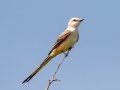 Scissor-tailed Flycatcher - South Padre Island