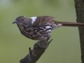 Long-billed Thrasher - Leucistic