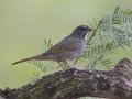 Green-tailed Towhee - Laguna Seca Ranch, Edinburg