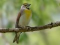Dickcissel - South Padre Island