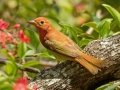 Summer Tanager first spring male - South Padre Island