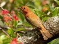 Summer Tanager first spring male - South Padre Island