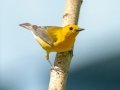 Prothonotary Warbler - South Padre Island