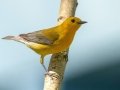 Prothonotary Warbler - South Padre Island