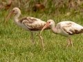White Ibis - South Padre Island