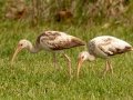 White Ibis - South Padre Island