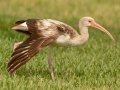 White Ibis - South Padre Island