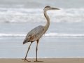 Great Blue Heron - South Padre Island