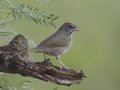 Green-tailed Towhee - Laguna Seca Ranch, Edinburg