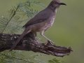 Curve-billed Thrasher - Laguna Seca Ranch, Edinburg