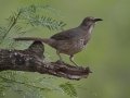 Curve-billed Thrasher - Laguna Seca Ranch, Edinburg
