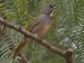 Green-tailed Towhee - Laguna Seca Ranch, Edinburg