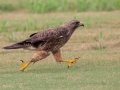 Swainson's Hawk - Superior Turf Farms / Weaver rd., Cameron, Texas, April 24, 2019