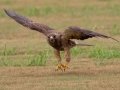 Swainson's Hawk - Superior Turf Farms / Weaver rd., Cameron, Texas, April 24, 2019