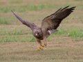 Swainson's Hawk - Superior Turf Farms / Weaver rd., Cameron, Texas, April 24, 2019