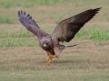 Swainson's Hawk - Superior Turf Farms / Weaver rd., Cameron, Texas, April 24, 2019