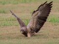 Swainson's Hawk - Superior Turf Farms / Weaver rd., Cameron, Texas, April 24, 2019