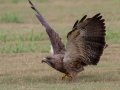 Swainson's Hawk - Superior Turf Farms / Weaver rd., Cameron, Texas, April 24, 2019