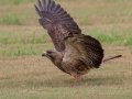 Swainson's Hawk
