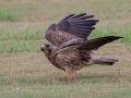 Swainson's Hawk - Superior Turf Farms / Weaver rd., Cameron, Texas, April 24, 2019