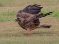 Swainson's Hawk - Superior Turf Farms / Weaver rd., Cameron, Texas, April 24, 2019