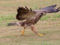 Swainson's Hawk - Superior Turf Farms / Weaver rd., Cameron, Texas, April 24, 2019