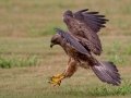 Swainson's Hawk - Superior Turf Farms / Weaver rd., Cameron, Texas, April 24, 2019
