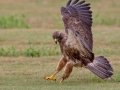 Swainson's Hawk - Superior Turf Farms / Weaver rd., Cameron, Texas, April 24, 2019