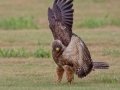 Swainson's Hawk - Superior Turf Farms / Weaver rd., Cameron, Texas, April 24, 2019