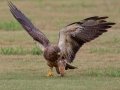 Swainson's Hawk - Superior Turf Farms / Weaver rd., Cameron, Texas, April 24, 2019