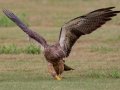 Swainson's Hawk - Superior Turf Farms / Weaver rd., Cameron, Texas, April 24, 2019