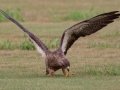 Swainson's Hawk - Superior Turf Farms / Weaver rd., Cameron, Texas, April 24, 2019