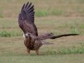 Swainson's Hawk - Superior Turf Farms / Weaver rd., Cameron, Texas, April 24, 2019