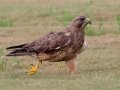 Swainson's Hawk - Superior Turf Farms / Weaver rd., Cameron, Texas, April 24, 2019