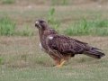 Swainson's Hawk - Superior Turf Farms / Weaver rd., Cameron, Texas, April 24, 2019