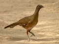 Plain Chachalaca - Estero Llano Grande State Park, Weslaco