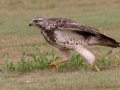 Swainson's Hawk - Superior Turf Farms / Weaver rd., Cameron, Texas, April 24, 2019