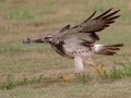 Swainson's Hawk - Superior Turf Farms / Weaver rd., Cameron, Texas, April 24, 2019