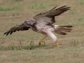 Swainson's Hawk - Superior Turf Farms / Weaver rd., Cameron, Texas, April 24, 2019