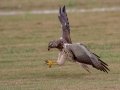 Swainson's Hawk - Superior Turf Farms / Weaver rd., Cameron, Texas, April 24, 2019